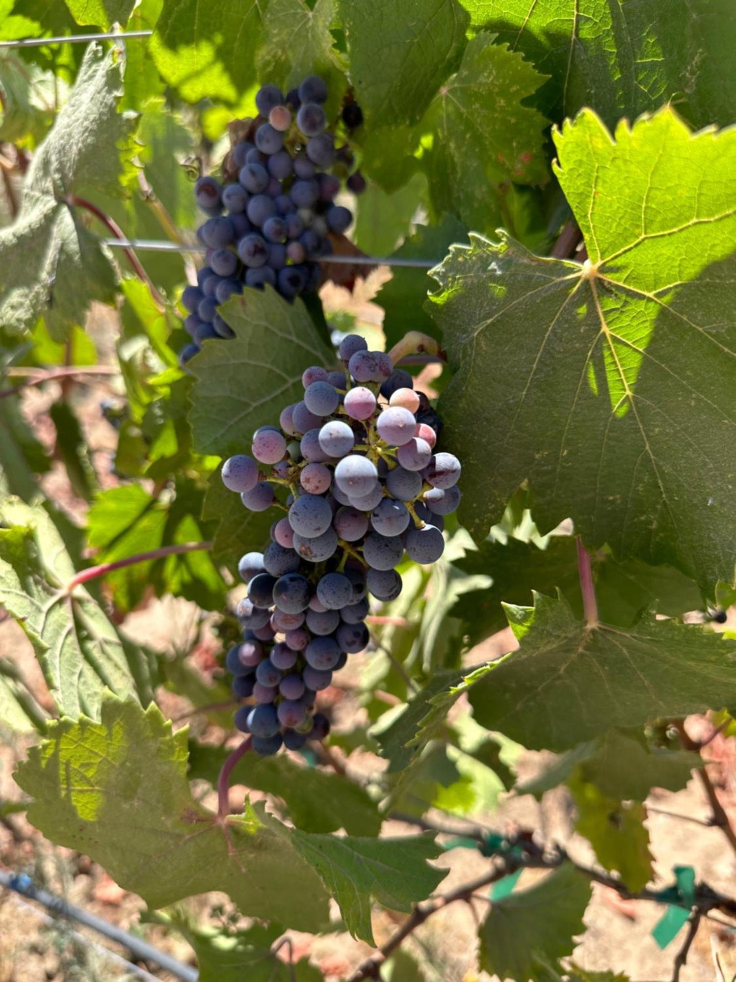 Sol Del Valle Valle de Guadalupe Exteriör bild